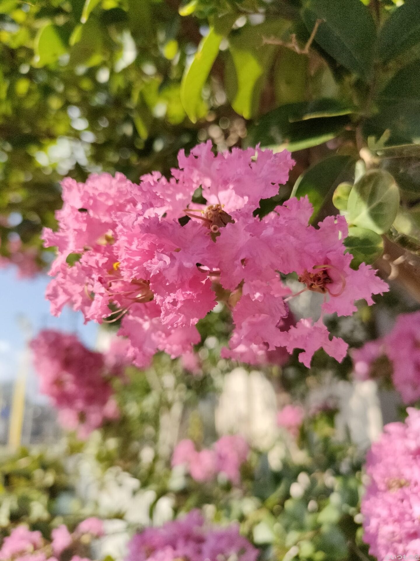 花１