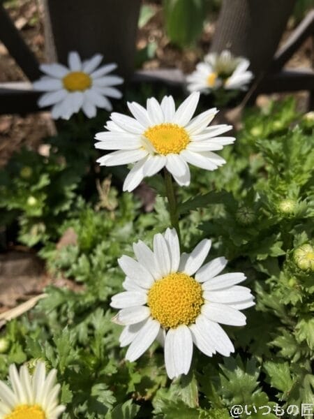 iphone-se-3-wide-lens-photo1 | ガジェットレビューの匠 iPhone SE3の広角レンズ撮影その1。白い花を撮影すると陰影がキレイです。