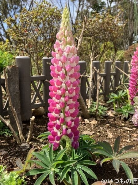 iphone-se-3-wide-lens-photo2 | ガジェットレビューの匠 iPhone SE3の広角レンズ撮影その1。赤い花びらのある花だと、色鮮やかさが際立ちます。