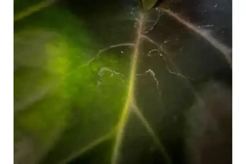 iphone13-macro_lens_disbled | ガジェットレビューの匠