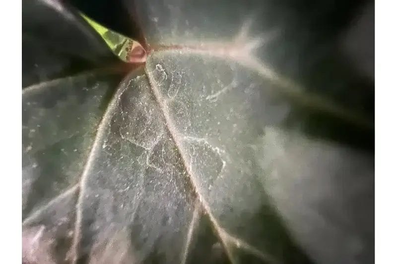 iphone13-macro_lens_enabled | ガジェットレビューの匠 iPhone13マクロ撮影モード有効