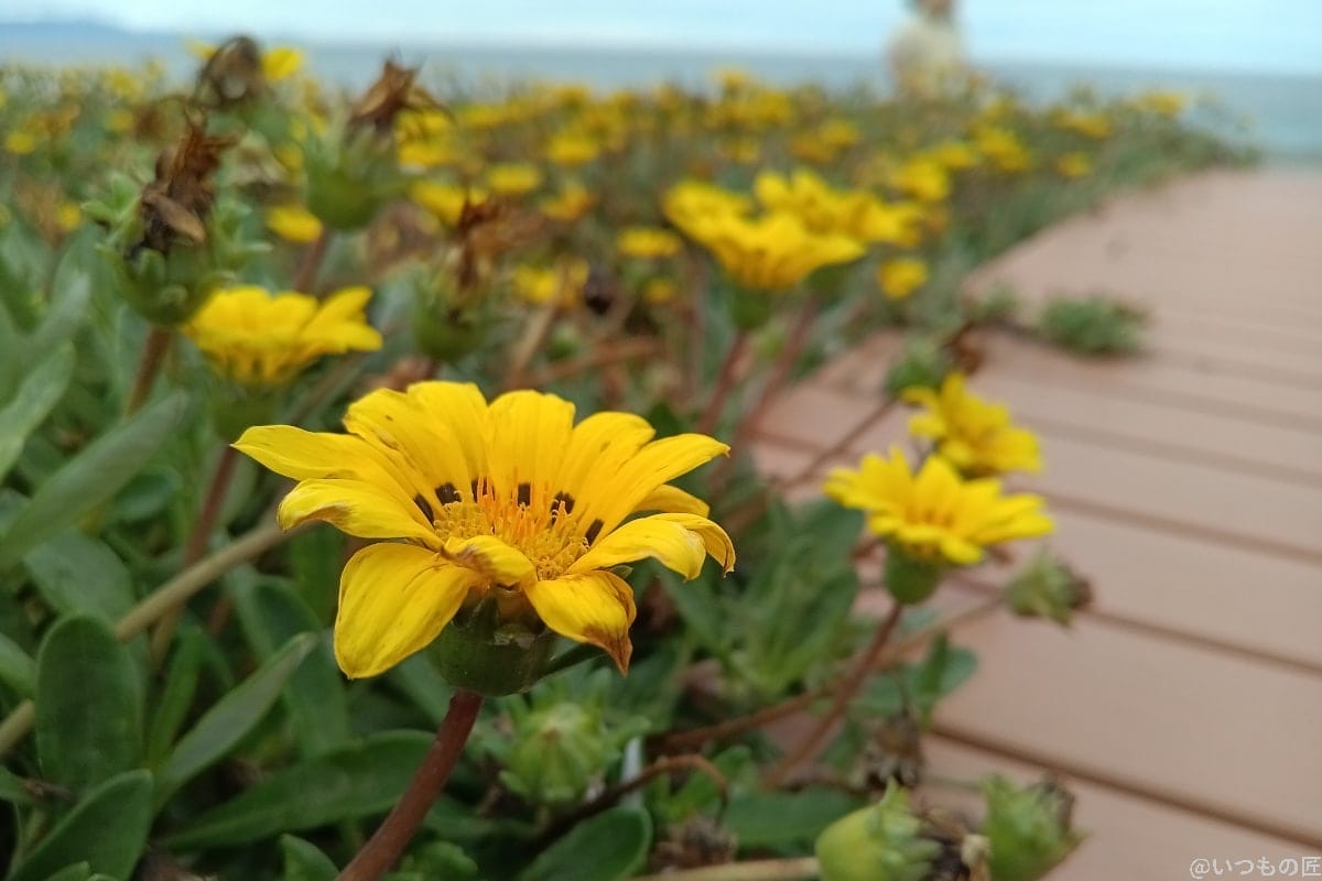 屋外での花のアップ写真（Android One S10の広角レンズ）