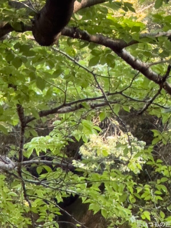 iphone14-telephoto-still-2 | ガジェットレビューの匠 望遠レンズ(x15)撮影例