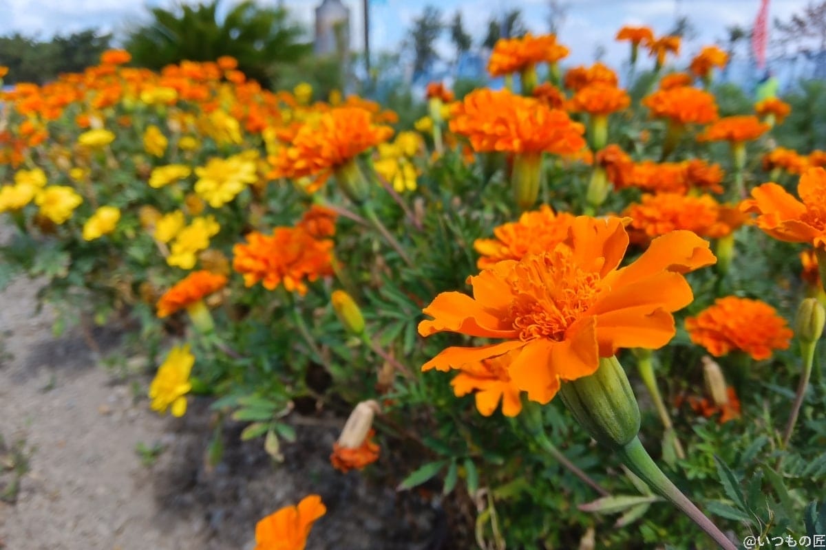 aquos-wish3-photo-flower | ガジェットレビューの匠 AQUOS wish3で撮影した花のアップの写真