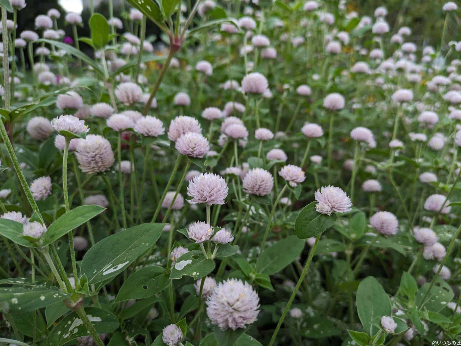 google-pixel-7a-photo-macro-01 | ガジェットレビューの匠 Google Pixel 7a マクロ作例1