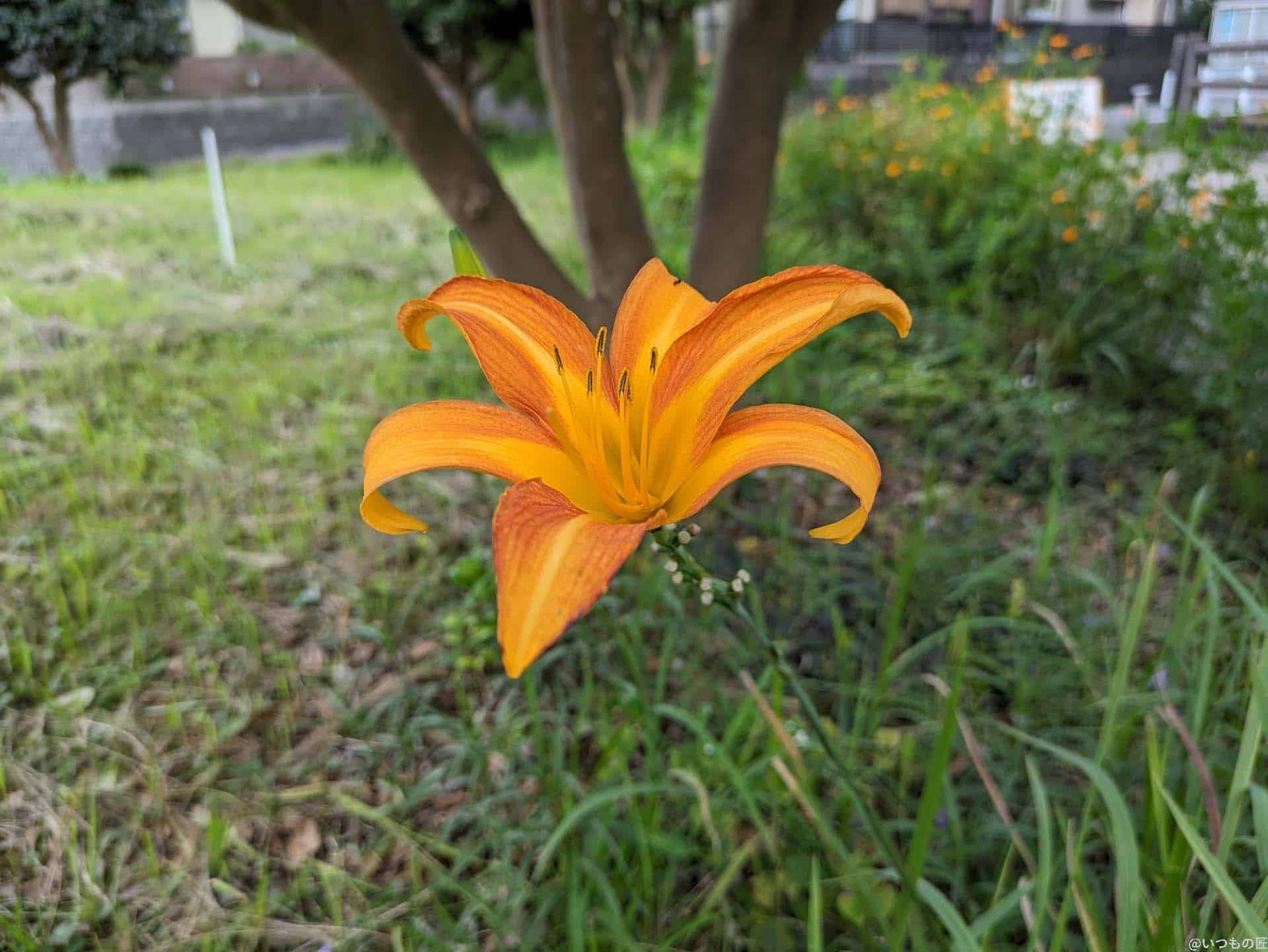 google-pixel-7a-photo-macro-02 | ガジェットレビューの匠 Google Pixel 7a マクロ作例2