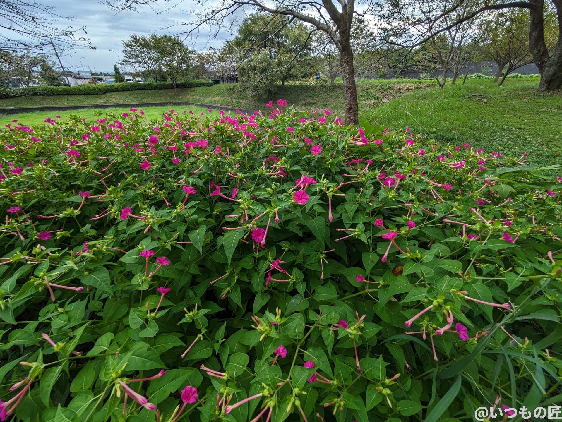 google-pixel-7a-photo-zoom-05-1 | ガジェットレビューの匠 超広角カメラ(光学ズーム0.5倍)