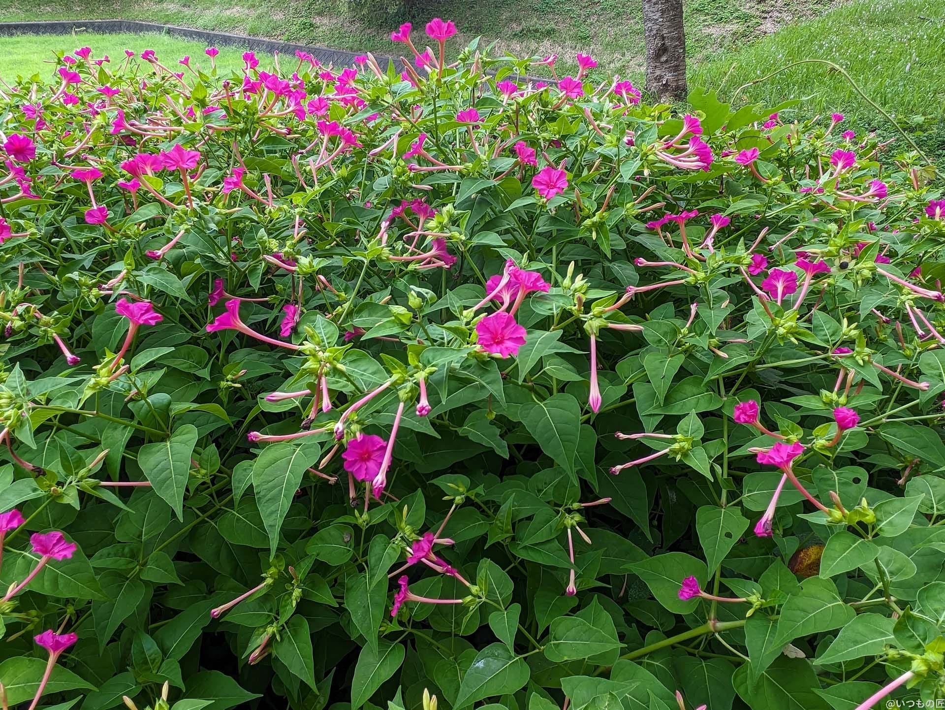 google-pixel-7a-photo-zoom-10-1 | ガジェットレビューの匠 広角カメラ(光学ズーム1倍)