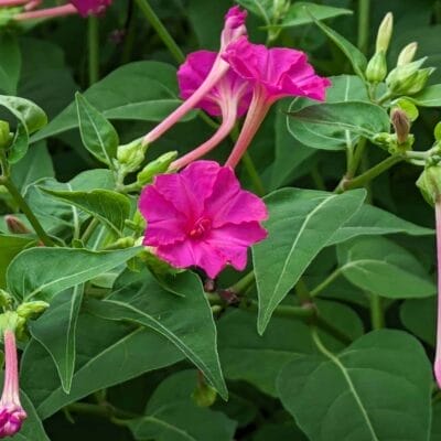 google-pixel-7a-photo-zoom-40-1 | ガジェットレビューの匠 デジタルズーム 4.0倍