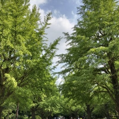 OPPO Reno9 A 風景写真の作例２