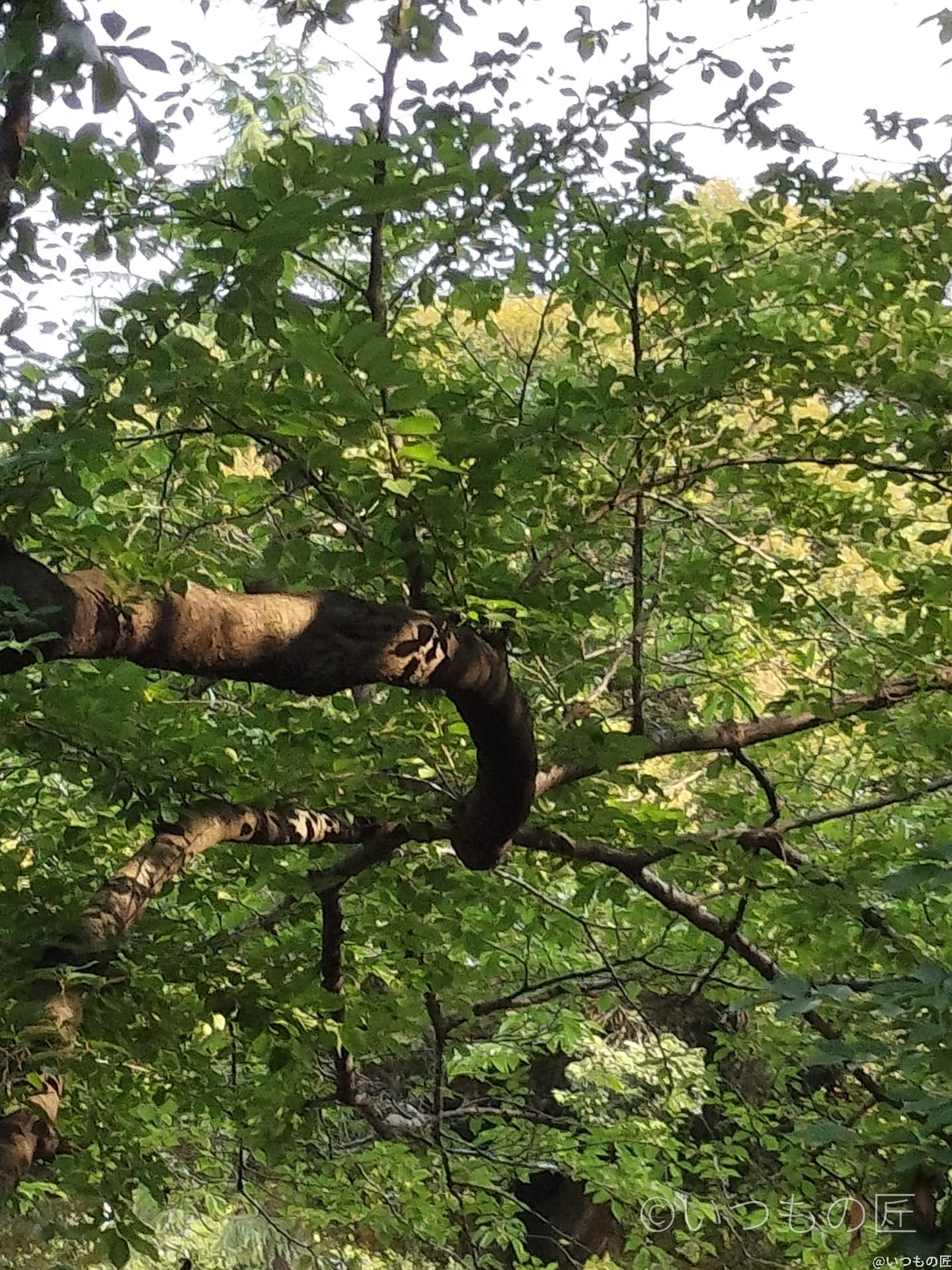 opporeno9a-photo-digizoom-3 | ガジェットレビューの匠 OPPO Reno9 A デジタルズーム3.0倍の作例