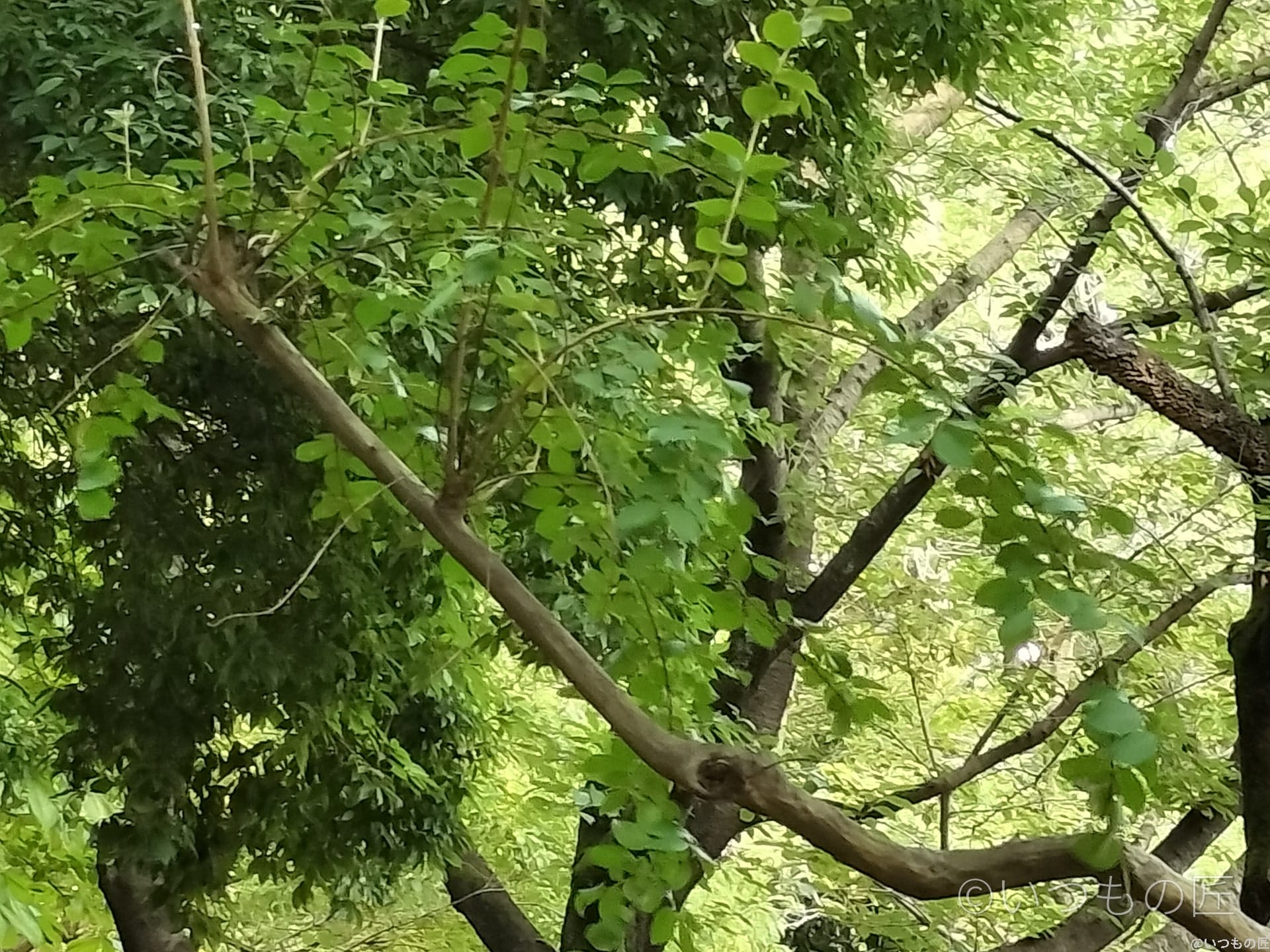 opporeno9a-photo-digizoom-4 | ガジェットレビューの匠 OPPO Reno9 A デジタルズーム6.0倍の作例