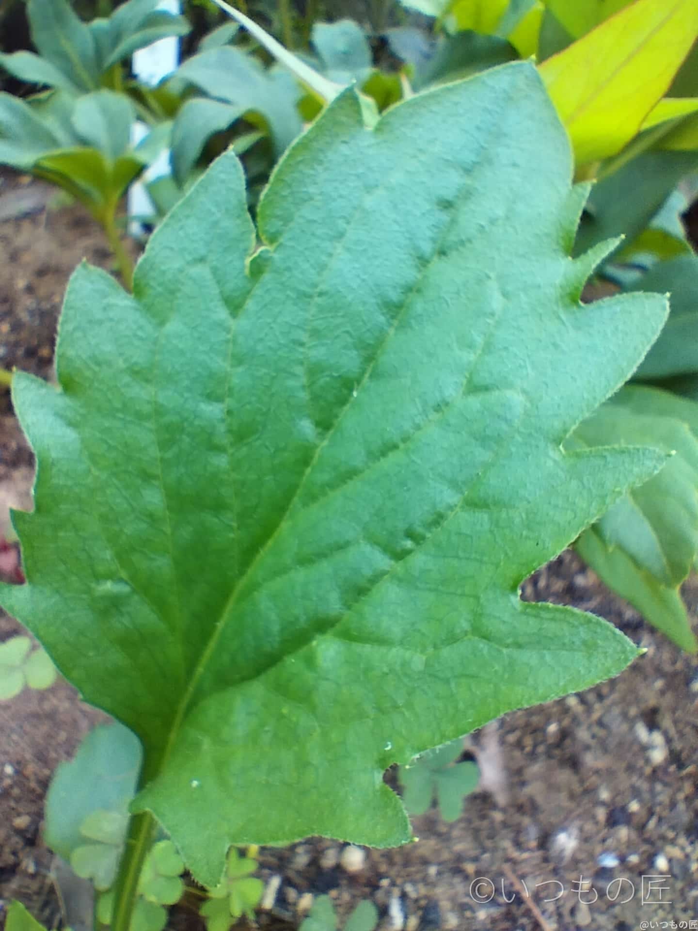 opporeno9a-photo-macro-1-2 | ガジェットレビューの匠 OPPO Reno9 A マクロモード撮影 作例