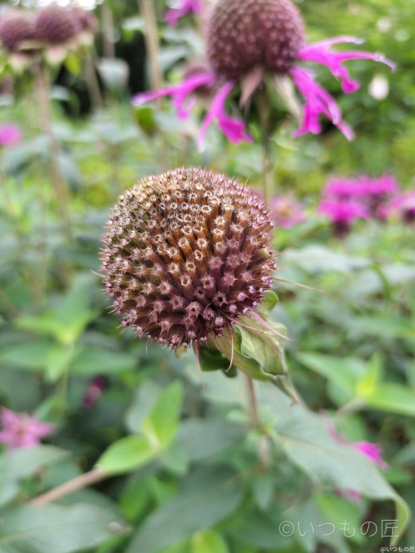 opporeno9a-photo-macro-1 | ガジェットレビューの匠 OPPO Reno9 Aマクロ撮影 作例6