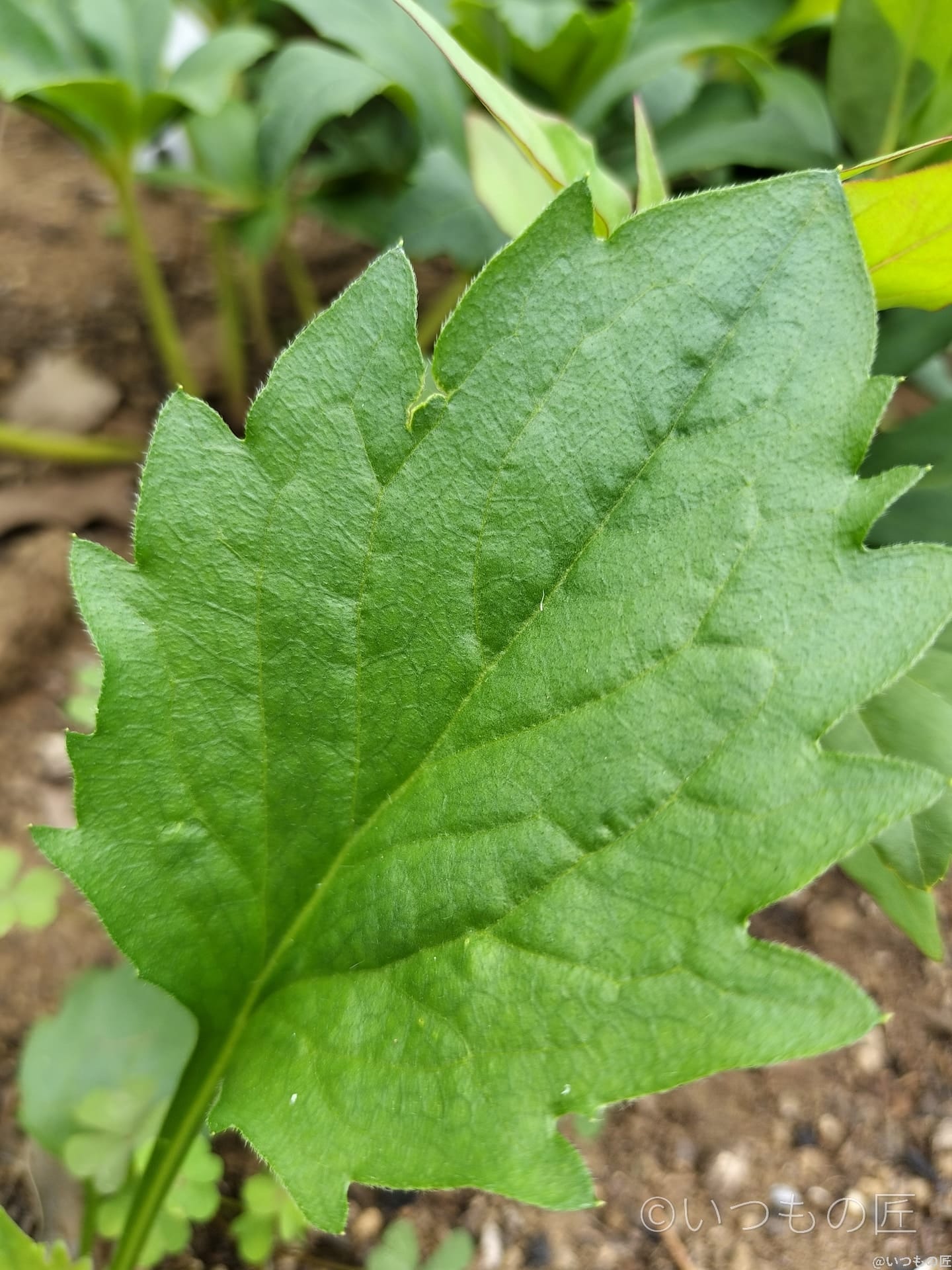 opporeno9a-photo-macro-3-2 | ガジェットレビューの匠 OPPO Reno9 A 超高解像モード撮影 作例