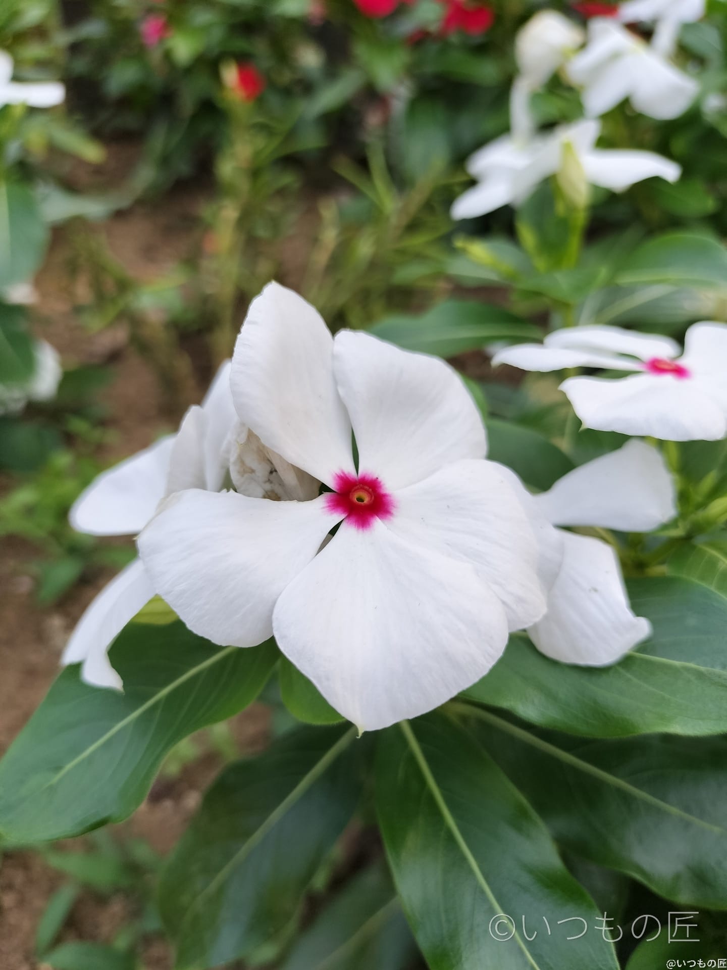 opporeno9a-photo-macro-3 | ガジェットレビューの匠 OPPO Reno9 Aマクロ撮影 作例3
