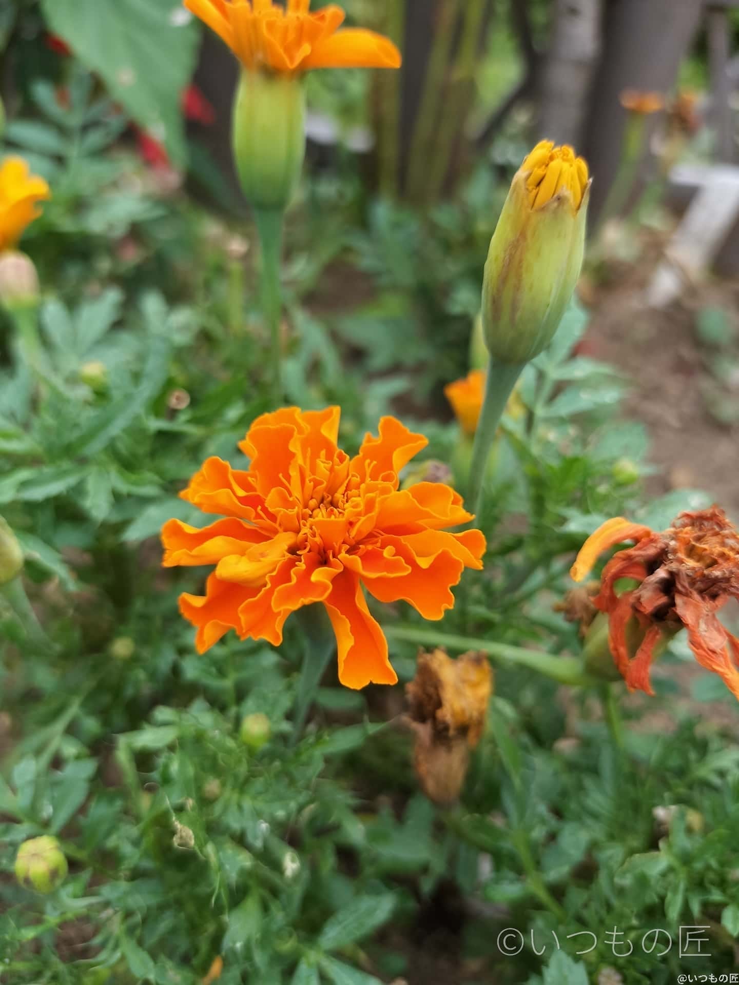 opporeno9a-photo-macro-4 | ガジェットレビューの匠 OPPO Reno9 Aマクロ撮影 作例5