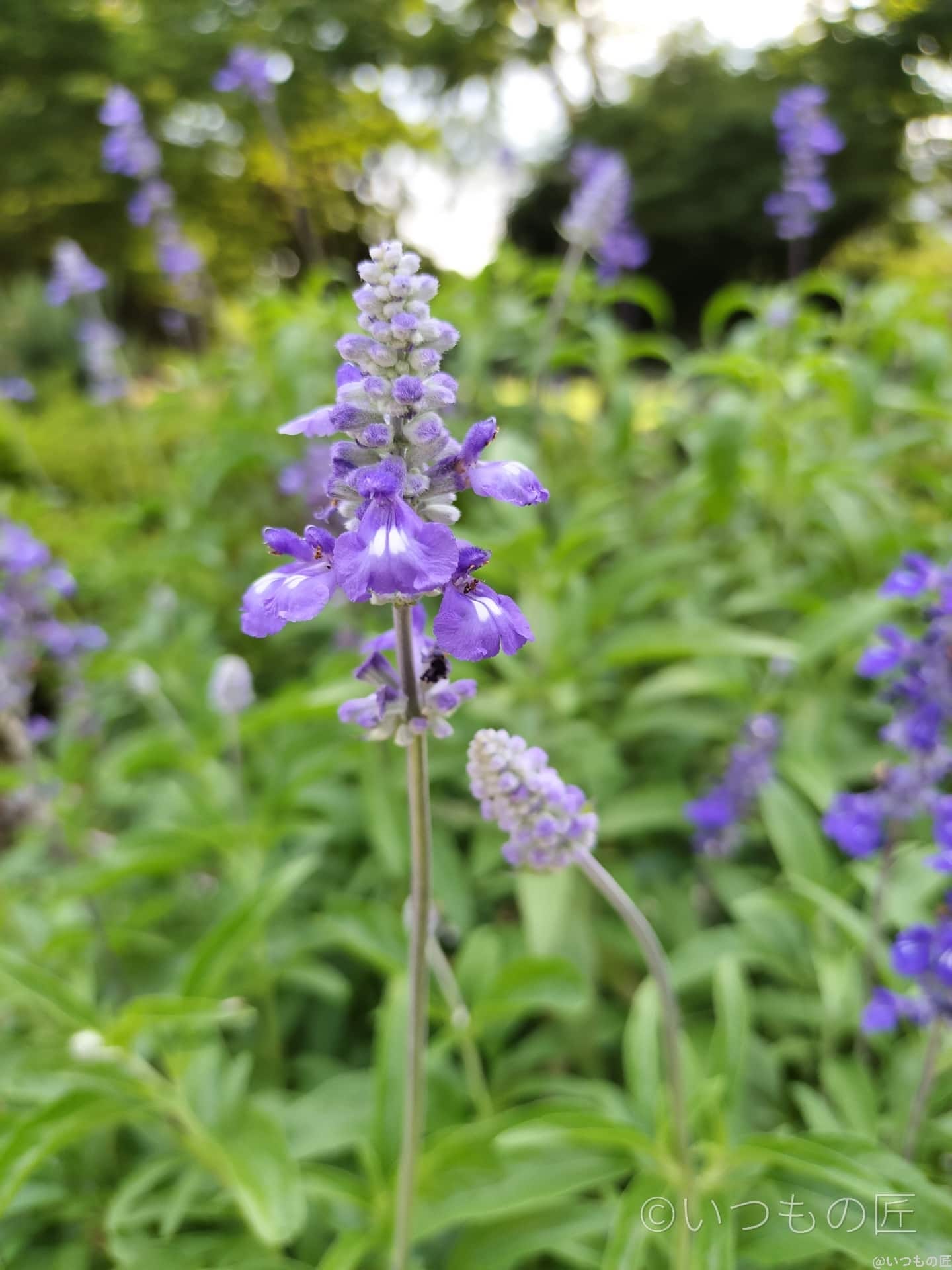 opporeno9a-photo-macro-6 | ガジェットレビューの匠 OPPO Reno9 Aマクロ撮影 作例4