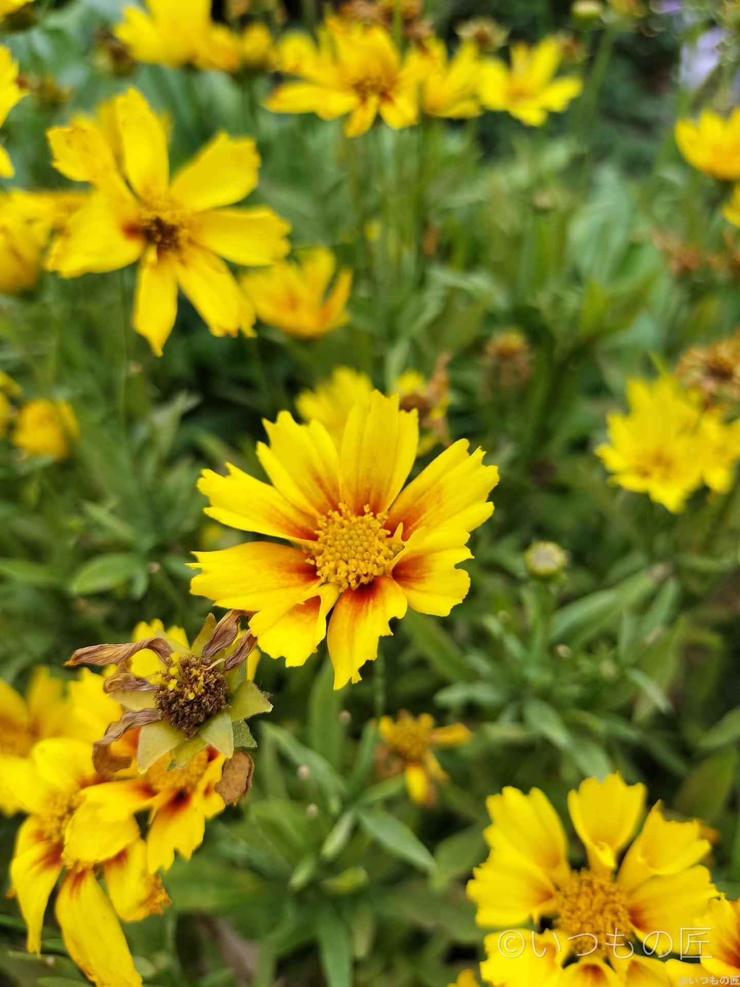 opporeno9a-photo-macro-9 | ガジェットレビューの匠 OPPO Reno9 Aマクロ撮影 作例1