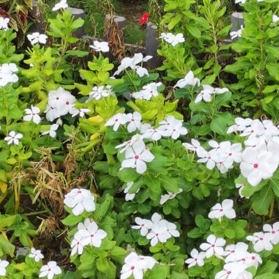 opporeno9a-photo-zoom-1 | ガジェットレビューの匠 OPPO Reno9 A広角カメラでの倍率2倍撮影