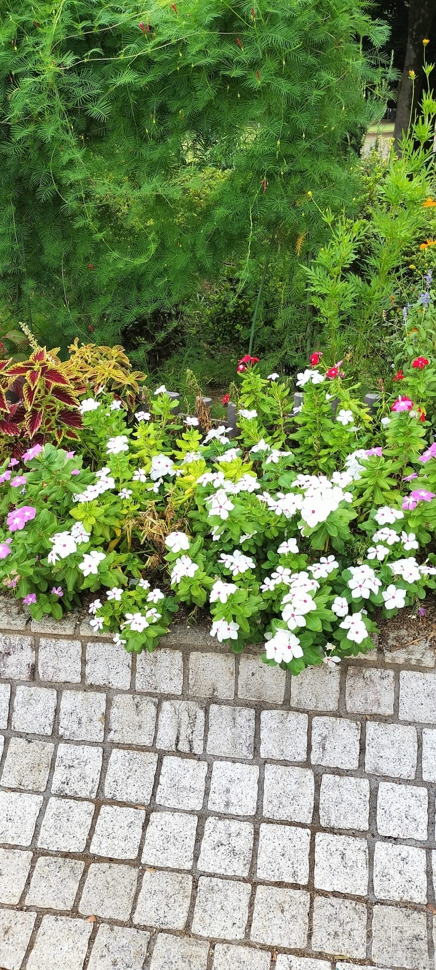 opporeno9a-photo-zoom-2 | ガジェットレビューの匠 OPPO Reno9 A広角カメラでの倍率1倍撮影