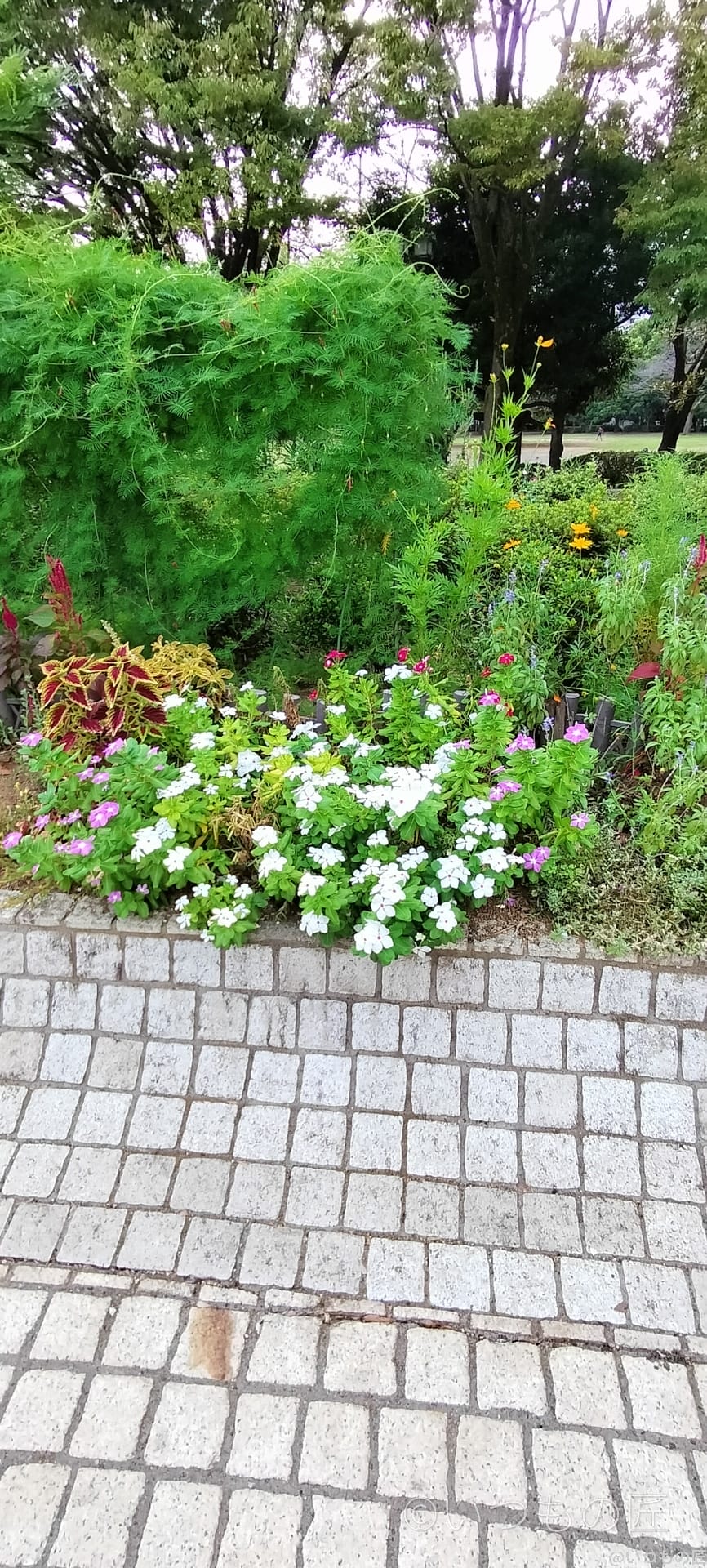 opporeno9a-photo-zoom-3 | ガジェットレビューの匠 OPPO Reno9 A超広角カメラでの撮影