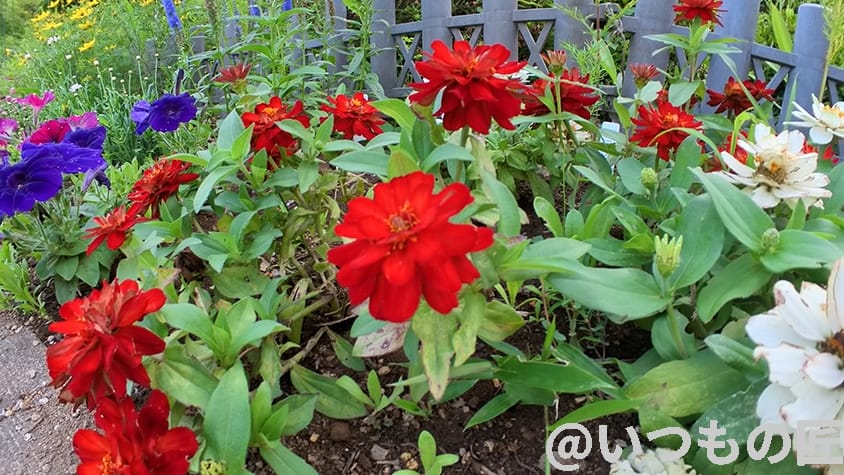 insta360go3-photo-sample5_thumbnail | ガジェットレビューの匠 Insta360 GO 3 レビュー
「寄り」撮影1