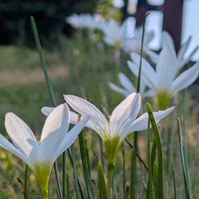 Google Pixel 9 Pro XL カメラ
Google Pixel 9 Pro XLで撮影した風景写真