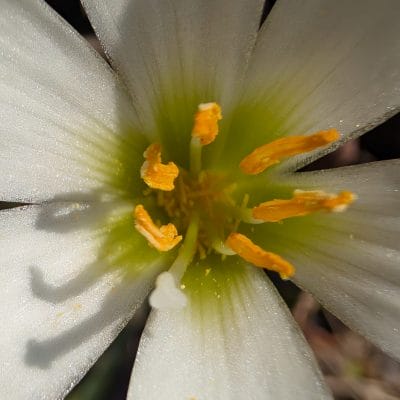 Google Pixel 9 Pro XL カメラ
Google Pixel 9 Pro XL でマクロ撮影した写真