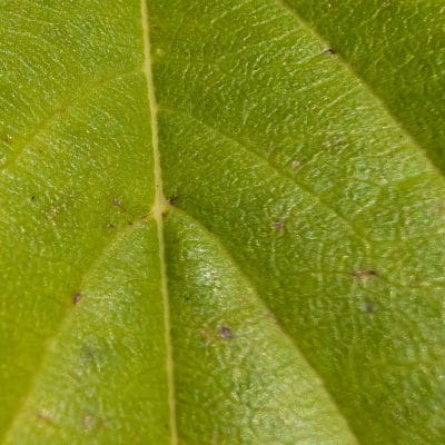 Google Pixel 9 Pro XL カメラ
Google Pixel 9 Pro XL でマクロ撮影した写真