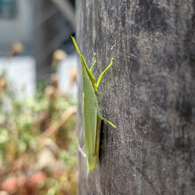 Google Pixel 9 Pro XL カメラ
Google Pixel 9 Pro XL でマクロ撮影した写真