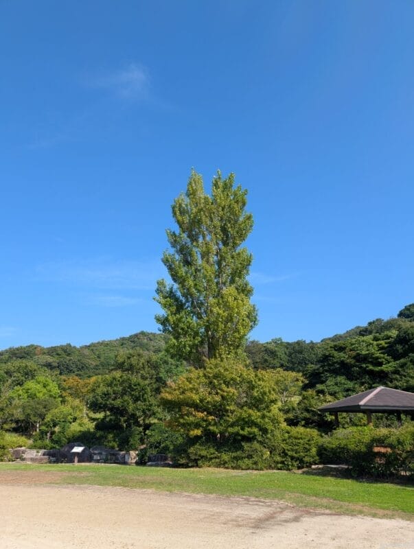 google pixel 9 pro xlのカメラでズーム撮影した風景写真 | ガジェットレビューの匠 Google Pixel 9 Pro XL カメラ Google Pixel 9 Pro XLでズーム撮影した風景写真