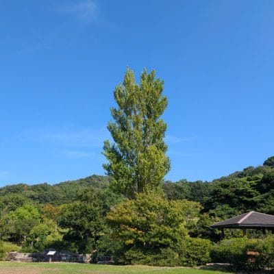 Google Pixel 9 Pro XL カメラ
Google Pixel 9 Pro XLでズーム撮影した風景写真