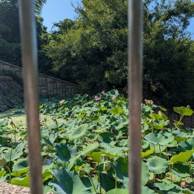 Google Pixel 9 Pro XL カメラ
Google Pixel 9 Pro XLでズーム撮影した風景写真