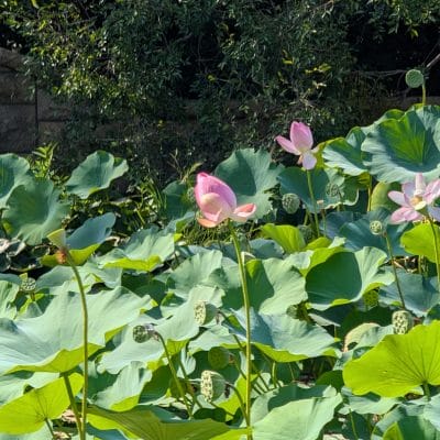 Google Pixel 9 Pro XL カメラ
Google Pixel 9 Pro XLでズーム撮影した風景写真