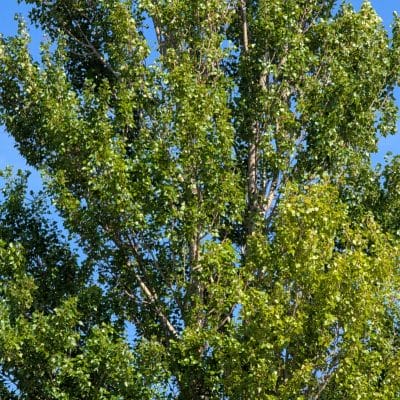 Google Pixel 9 Pro XL カメラ
Google Pixel 9 Pro XLでズーム撮影した風景写真
