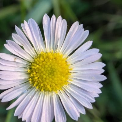 Google Pixel 9 Pro カメラ
Google Pixel 9 Pro でマクロ撮影した写真