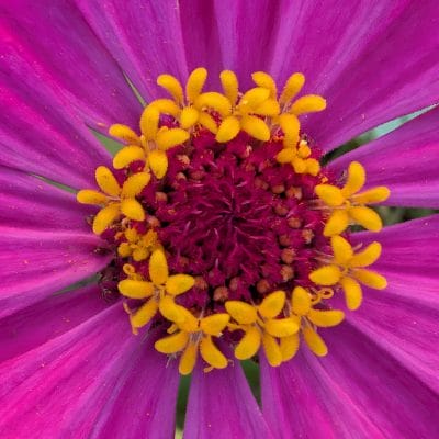 Google Pixel 9 Pro カメラ
Google Pixel 9 Pro でマクロ撮影した写真