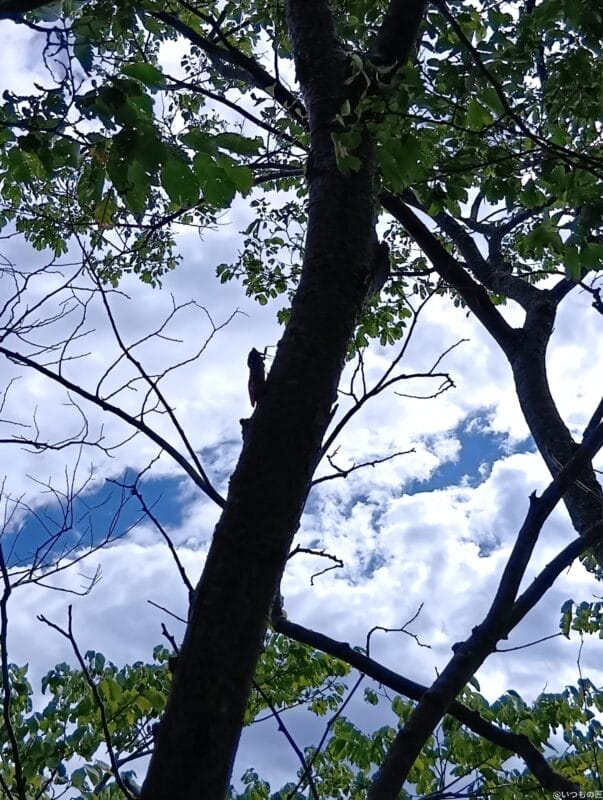 aquos wish4 で撮影した風景写真 | ガジェットレビューの匠 AQUOS wish4 カメラ AQUOS wish4 で撮影した風景写真