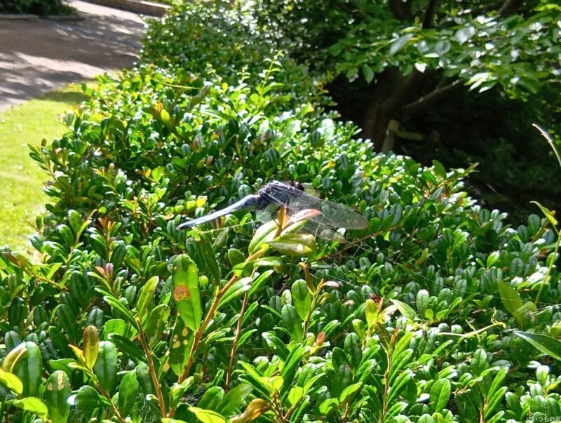 aquos wish4 で撮影した風景写真 | ガジェットレビューの匠 AQUOS wish4 カメラ AQUOS wish4 で撮影した風景写真