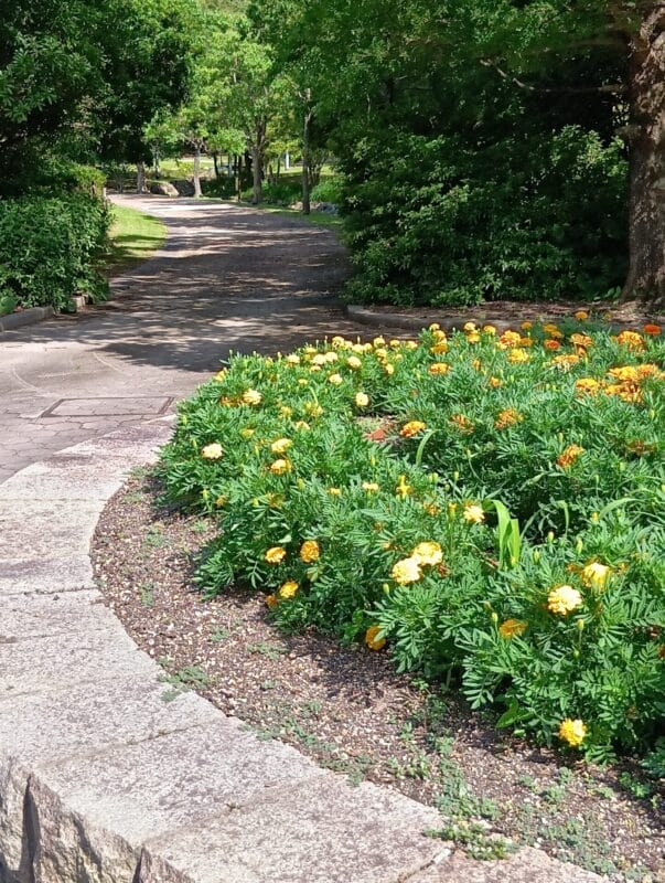 aquos wish4 で撮影した風景写真 | ガジェットレビューの匠 AQUOS wish4 カメラ AQUOS wish4 で撮影した風景写真