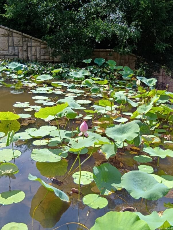 aquos wish4 で撮影した風景写真 | ガジェットレビューの匠 AQUOS wish4 カメラ AQUOS wish4 で撮影した風景写真