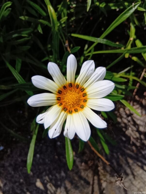 aquos wish4 でマクロ撮影した写真 | ガジェットレビューの匠 AQUOS wish4 カメラ AQUOS wish4 でマクロ撮影した写真