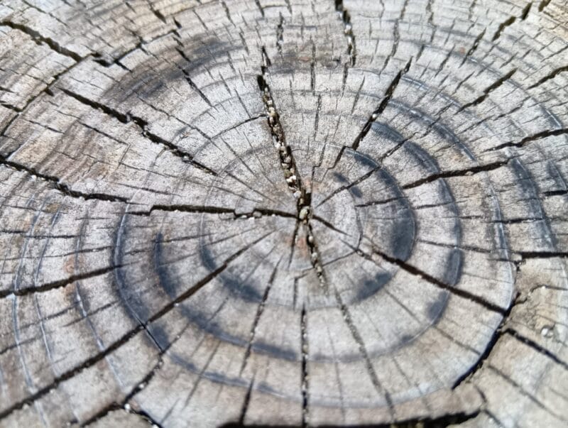 aquos wish4 でマクロ撮影した写真 | ガジェットレビューの匠 AQUOS wish4 カメラ AQUOS wish4 でマクロ撮影した写真