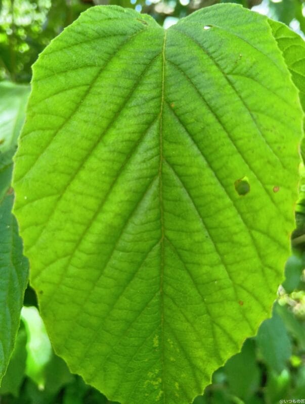 aquos wish4 でマクロ撮影した写真 | ガジェットレビューの匠 AQUOS wish4 カメラ AQUOS wish4 でマクロ撮影した写真