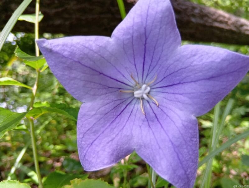 aquos wish4 でマクロ撮影した写真 | ガジェットレビューの匠 AQUOS wish4 カメラ AQUOS wish4 でマクロ撮影した写真