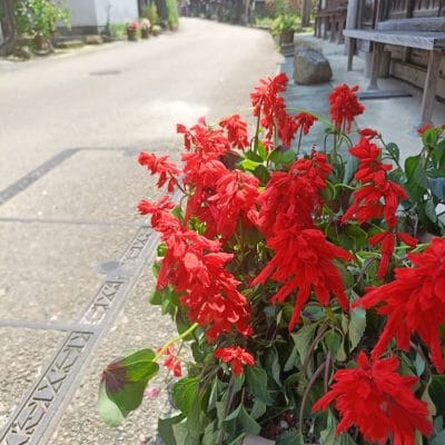oppo reno11 aカメラでhdr撮影した写真 | ガジェットレビューの匠 OPPO Reno11 A カメラ OPPO Reno11 AでHDR撮影した写真