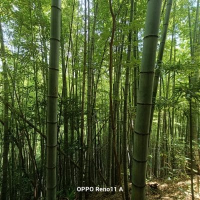 OPPO Reno11 A カメラ 
OPPO Reno11 A カメラの風景写真