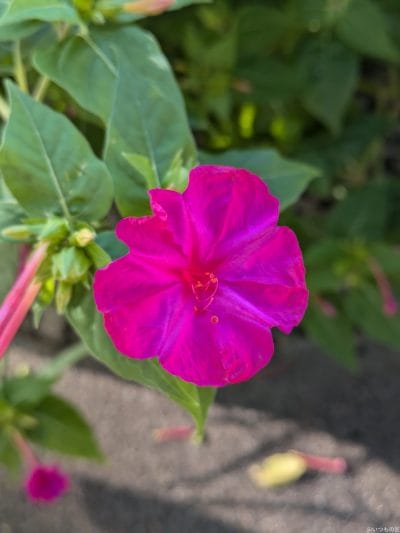 google pixel 8aでマクロ撮影した写真 | ガジェットレビューの匠 Google Pixel 8a カメラ Google Pixel 8aでマクロ撮影した写真