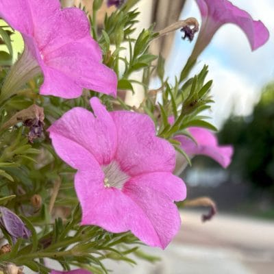iPhone 16/16 Plus カメラ
iPhone 16で撮影した風景写真